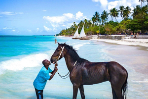 Zanzibar: nuota con i cavalli e cavalca nell'oceano