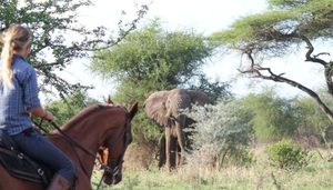 In the Saddle; the True Way to Explore Tanzania