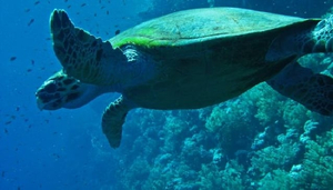 Sea Sense