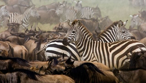 Top 10 National Parks In Tanzania for Game Viewing