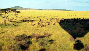 Africa Balloon Safaris