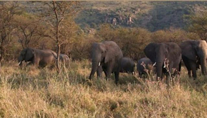 Allen Tanzania Safaris