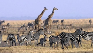 Bless Africa Tours and Safaris