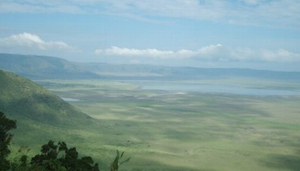 Forsters Tours and Safaris