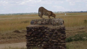 Galloping Safaris