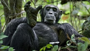 Gombe Forest Lodge