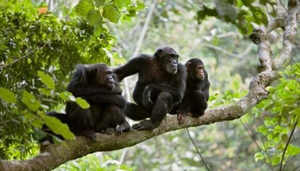 Gombe Stream National Park