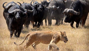 Kiliholidays Tours & Safaris Africa