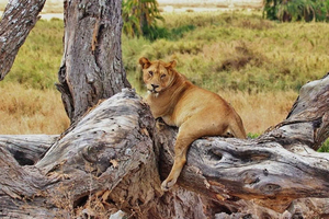 Discover the Serengeti: A Guide to the Great Wildebeest Migration