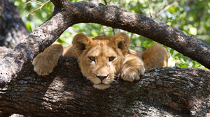 Tanzania Trip Service