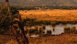 Lemala Ewanjan Camp