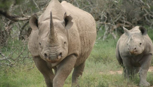 Mkomazi National Park
