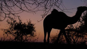 Mkuru Camel Safari