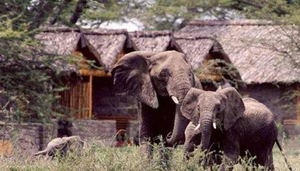 Ndutu Safari Lodge