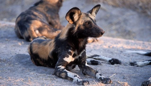 Ruaha National Park