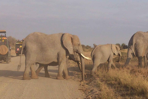 Top 10 National Parks in Tanzania: Unveiling the Natural Wonders