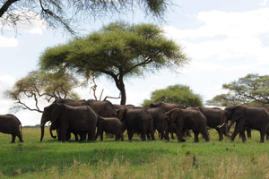 The Ultimate Guide to Safari Photography in Tanzania