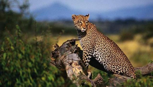 Safari Legacy