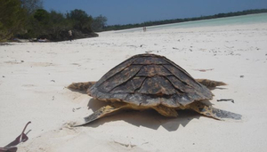 Sea Turtle Conservation Project