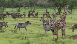 Selous Game Reserve