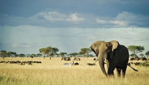 Singita Grumeti Reserves