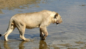 Tanzania Adventure