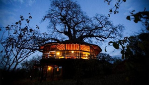 Tarangire Treetops