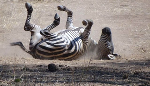 Tatanca Safaris & Tours