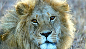 Vet Care Ltd