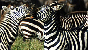 Wild Frontiers