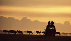 Wildroot Safaris and Adventures