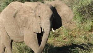 Ziara Safaris