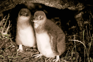 tour de pingüinos en Bicheno
