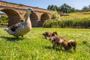 Bonorong y Richmond: excursión privada