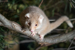 Bonorong Wildlife Sanctuary Guided Night Tour