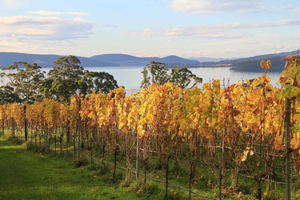 Vanuit Hobart: ontdekkingstocht door geselecteerde wijnmakerijen in de Coal River Valley