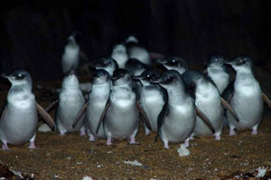 Desde Launceston: tour de pingüinos en Low Head con traslado