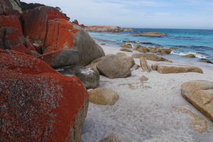 Launceston: Bay of Fires -kierros ja Bridestowen laventelitila