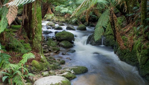 Pyengana, Tasmania