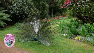 Allendale Gardens