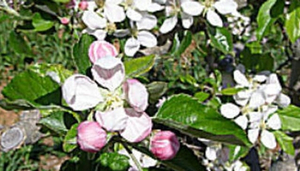 Avro Park Orchards