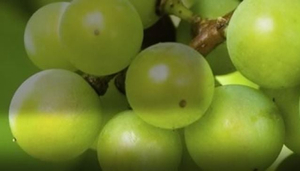 Boutique Wine Tours