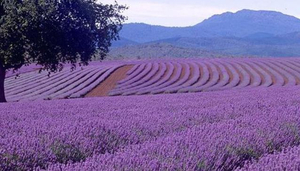 Bridestowe Lavender Estate