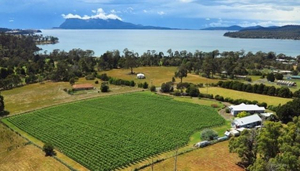 Darlington Vineyard