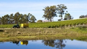 Domaine A Stoney Vineyard
