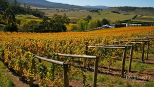 Freycinet Vineyard