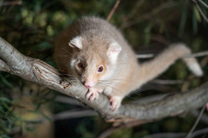 Tasmania's Wildlife Safari: Spotting Unique Animals and Birds