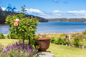 Port Arthur Lavender