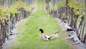 Puddleduck Vineyard
