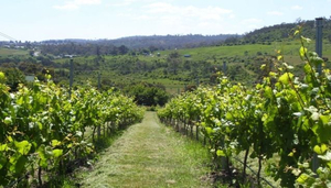 Ryanna Vineyard